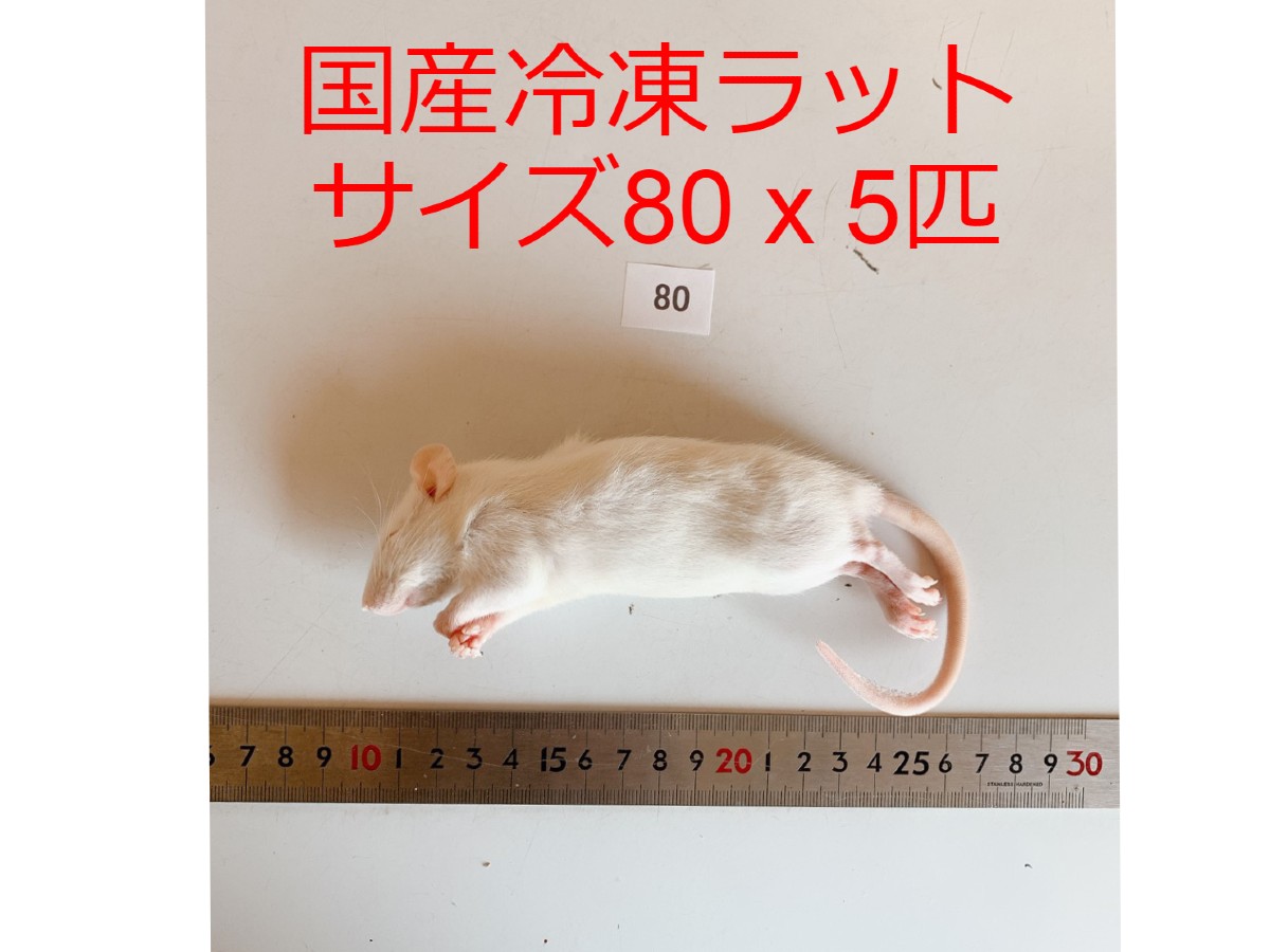 楽天市場】冷凍 ラットの通販