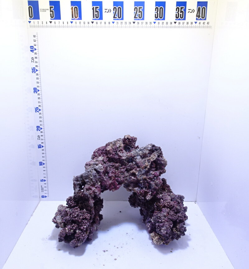 ライブロック通販 | 珊瑚・海水魚・ライブロック・オーバーフロー水槽