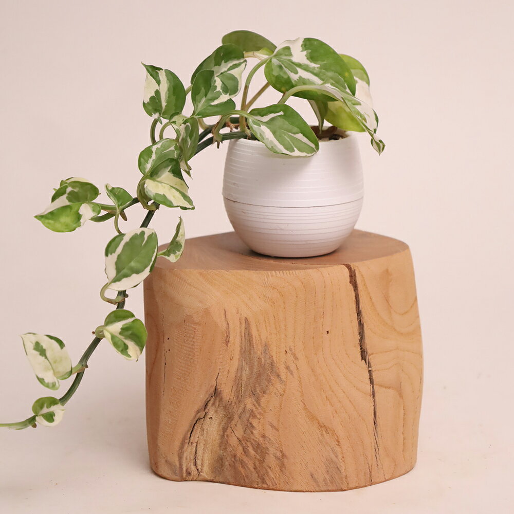 楽天市場】欅 花台の通販