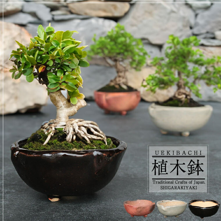 燿山作 辰砂釉小鉢 共箱 小品盆栽 ミニ盆栽 盆栽鉢 在銘 常滑