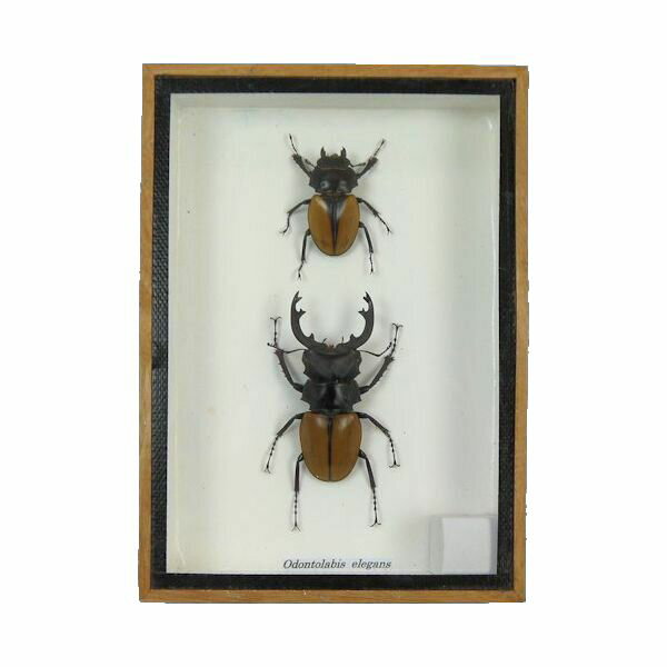 楽天市場】クワガタ 標本の通販 コクワガタ スジクワガタ ネブト
