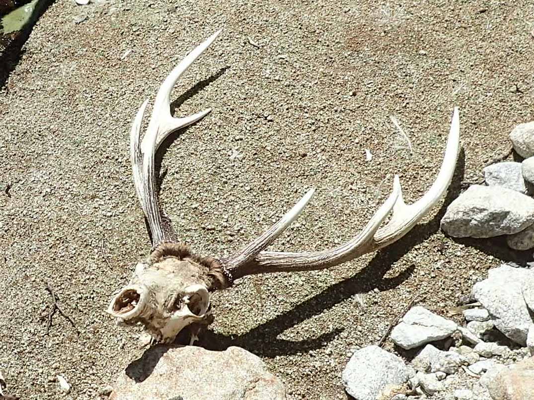 エゾ鹿(ニホンジカ)の頭蓋骨 呪物？ エゾ鹿(ニホンジカ)の頭蓋骨 呪物