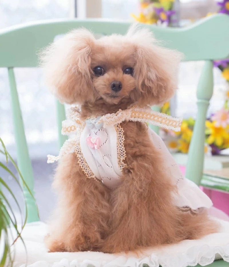 bul bu-bu ブルブブ ハートバルーン ワンピ 犬（わんちゃん）の洋服