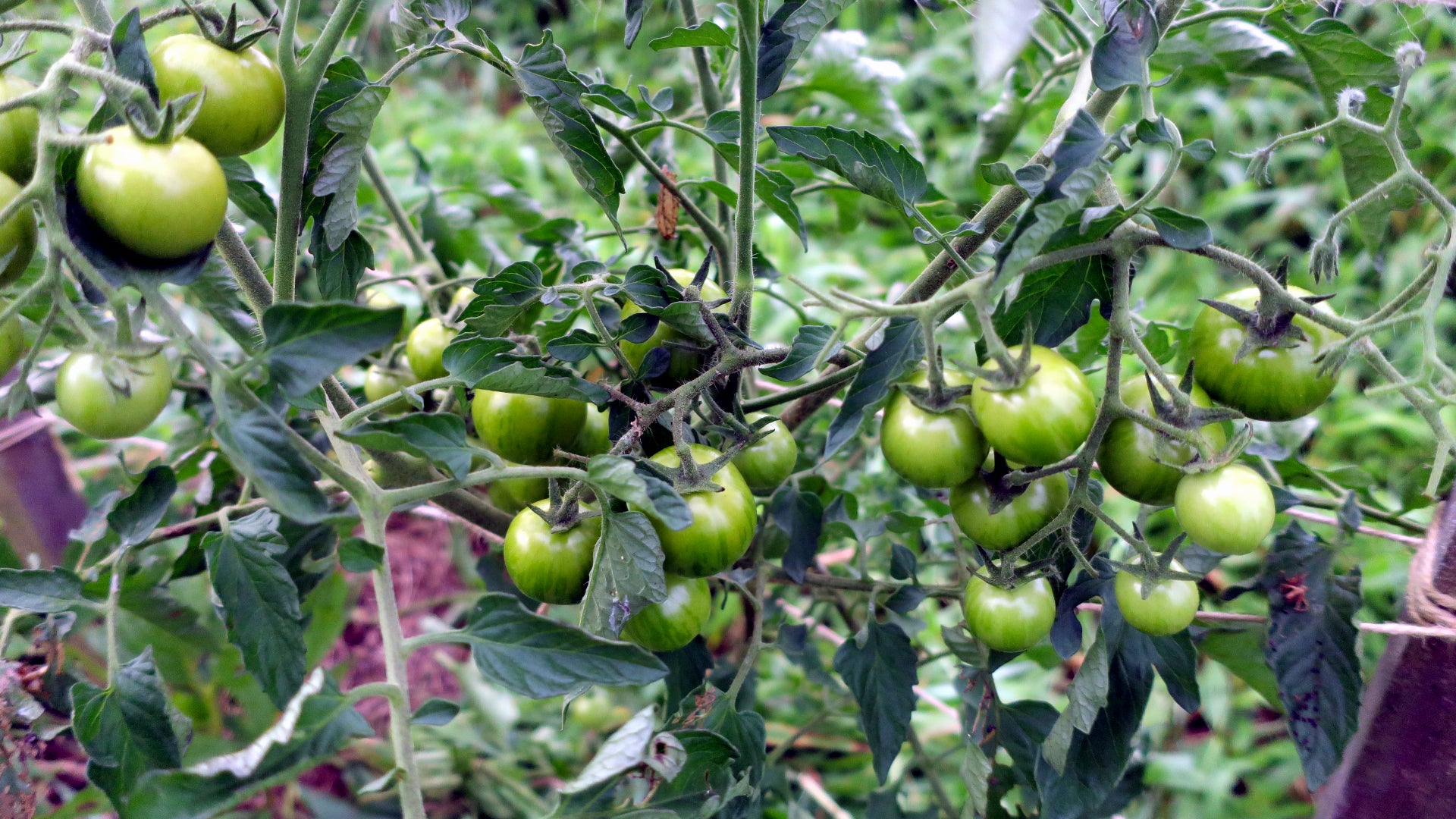 Black Zebra Cherry / ブラックゼブラチェリー / 固定種トマト種子