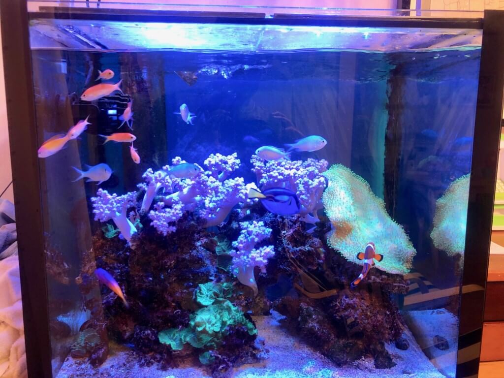 水槽の水流ポンプをZOOXファンタスティックウェーブに買い替え