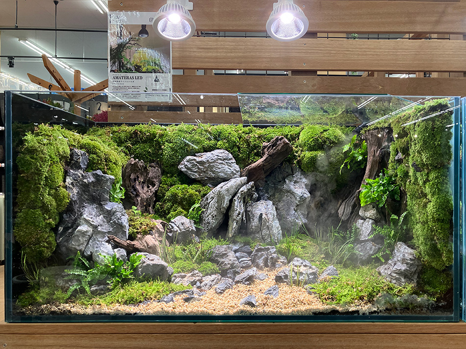 40cm水槽 レイアウトセット 流木＆気孔石 水槽用流木 アクアリウム