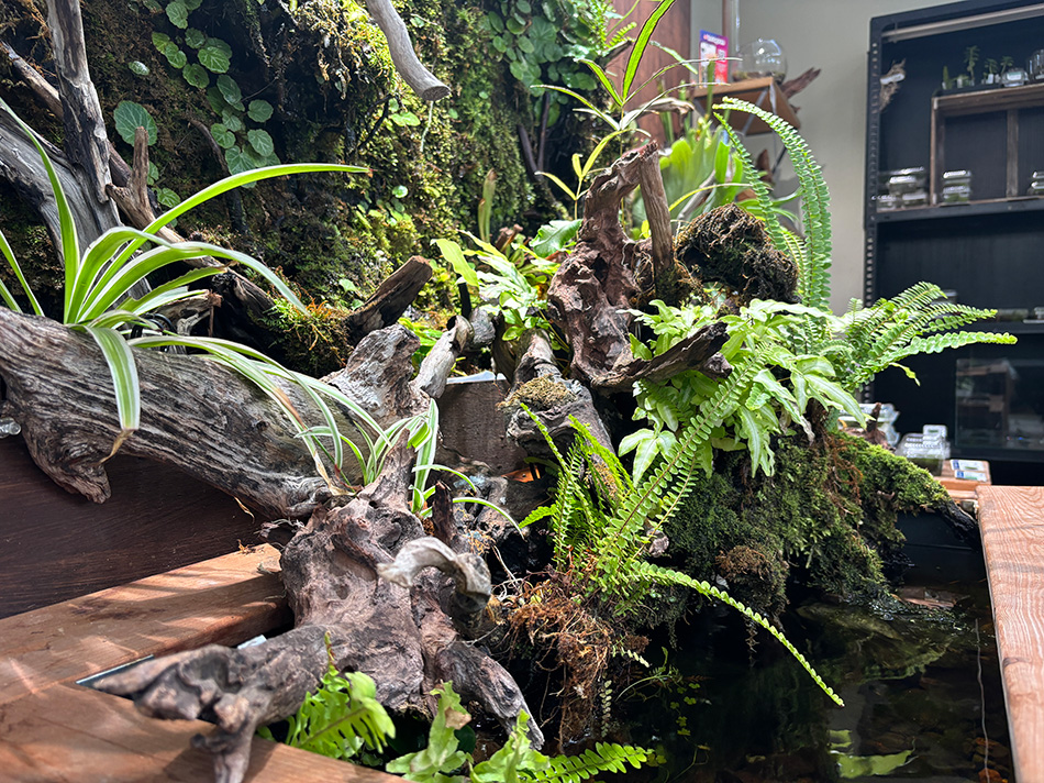 ナチュラルホーンウッド-76 | 杜若園芸WEBショップ｜水草の生産販売