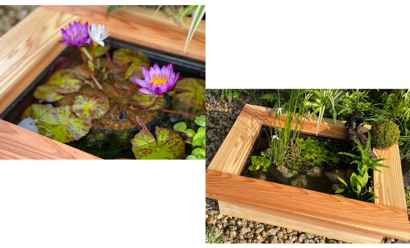 京の高級木枠（中）とAZ-BOXのセット | 杜若園芸WEBショップ｜水草の