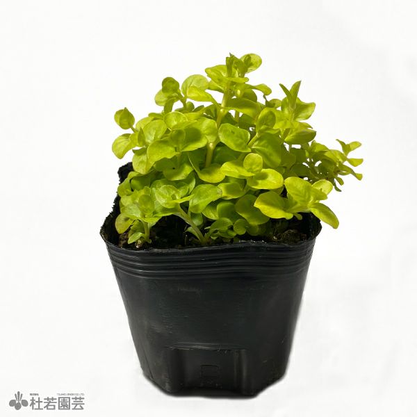 水生植物】ホシクサsp.クチ | 杜若園芸WEBショップ｜水草の生産販売