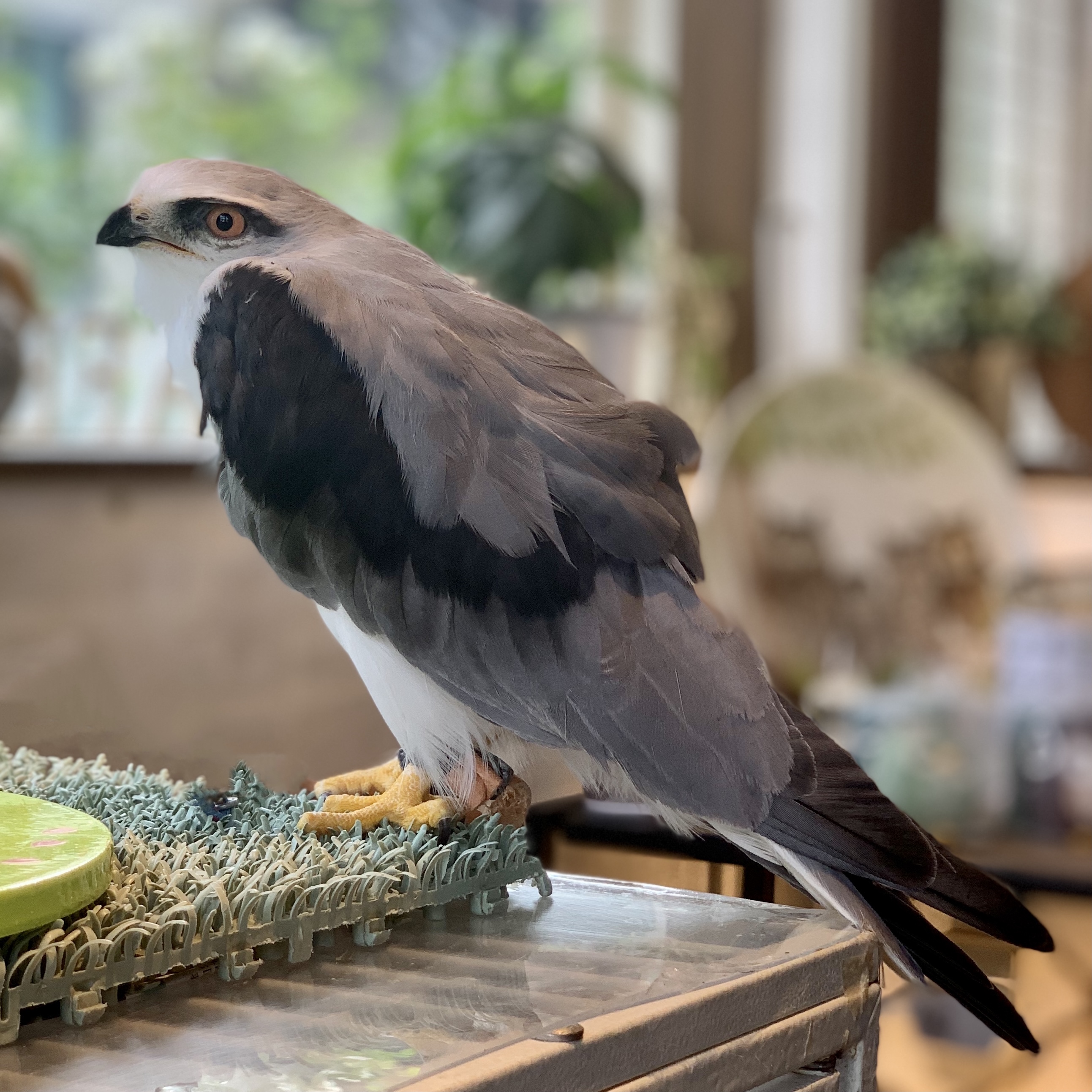 カタグロトビ | 鳥のいるカフェ