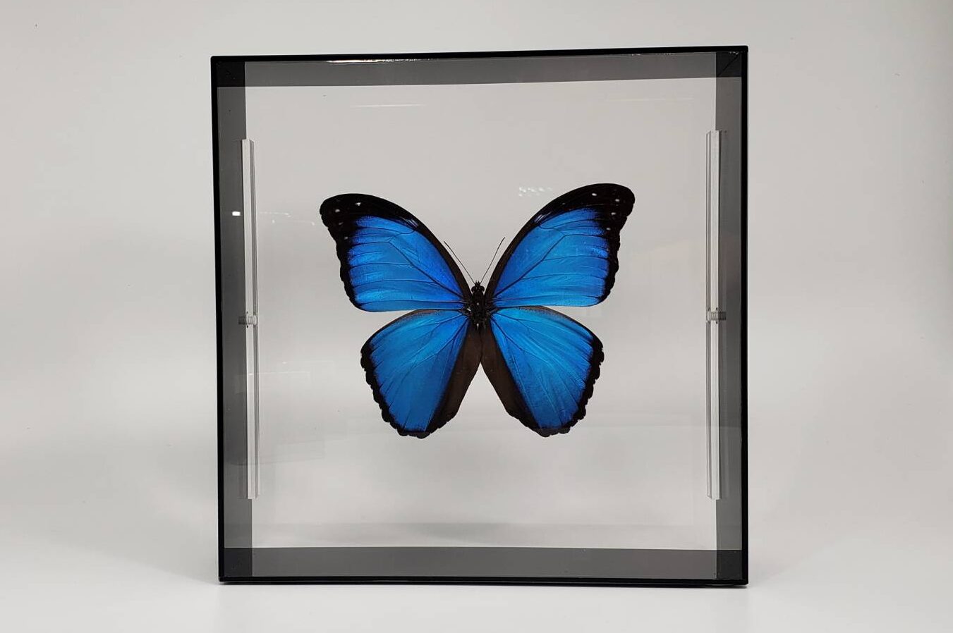 大型 モルフォ蝶 羽アート 標本 珍サイズ 高さ90センチ ビンテージ