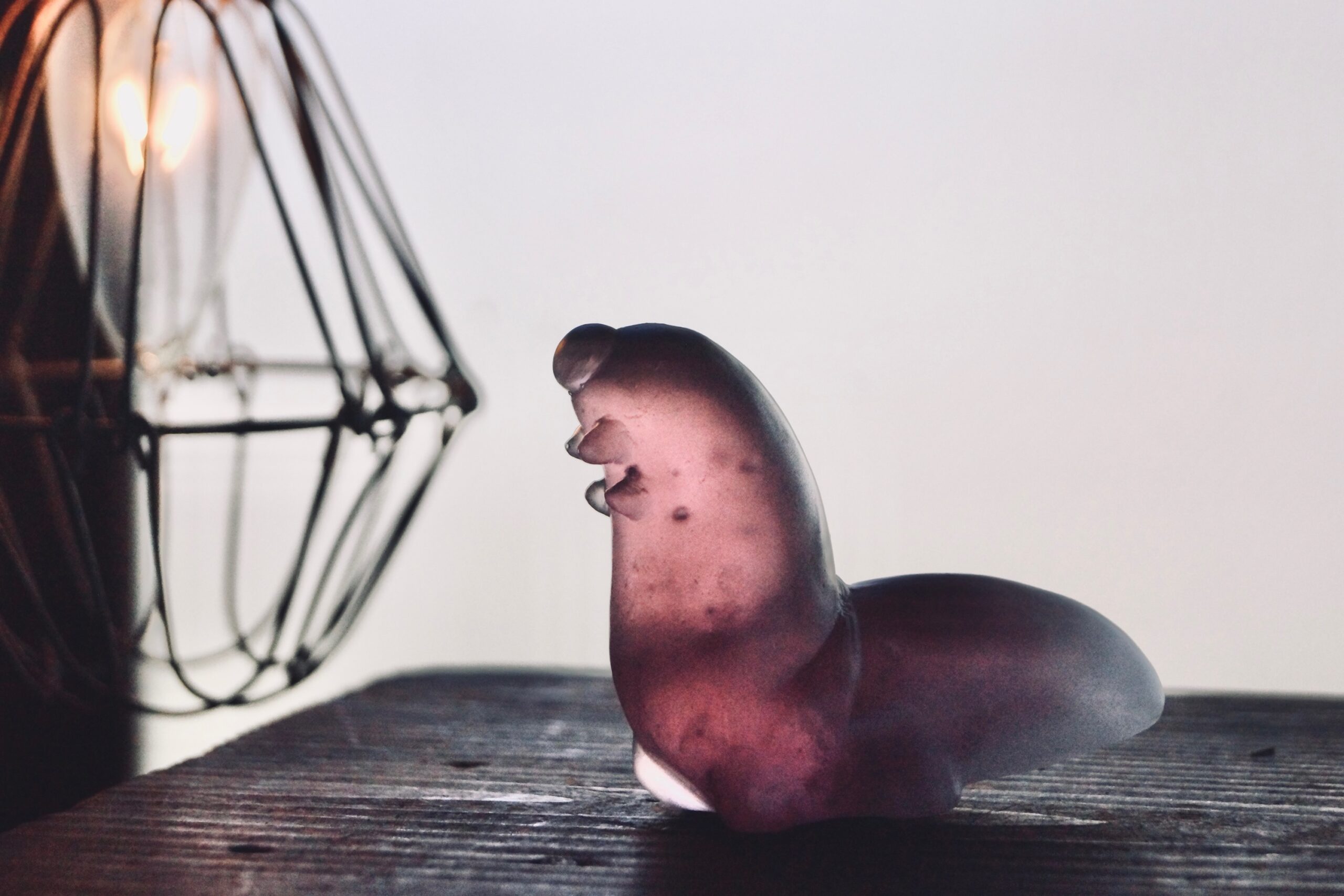 芝崎由華】新たな作品が入荷しました | 蟲と焼菓子 昆蟲菓舗 灯螂舎