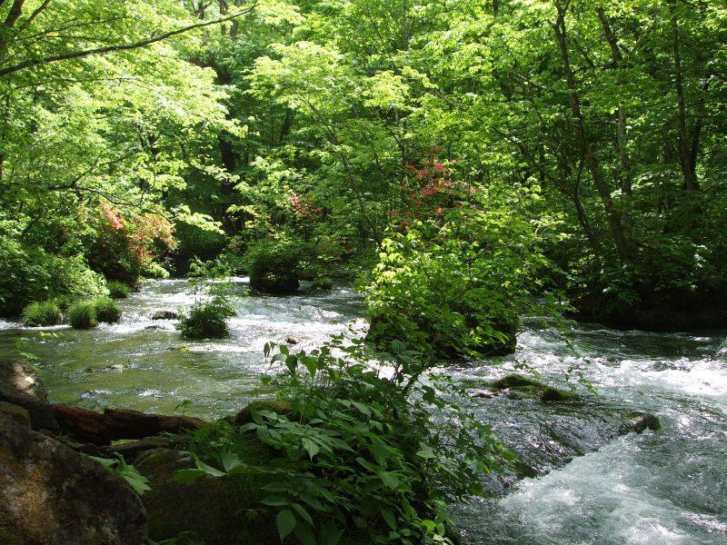 奥入瀬渓流の四季 － 十和田湖・奥入瀬渓流の魅力 ｜十和田湖国立公園協会