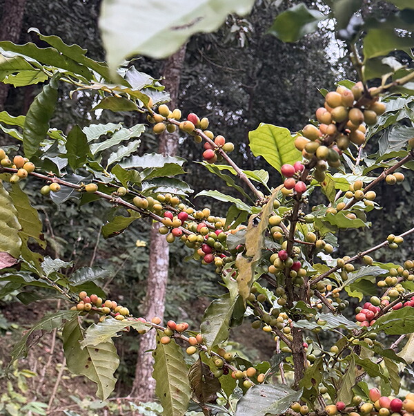 楽天市場】雪男スペシャル ドリップパック1杯分 フェアトレード