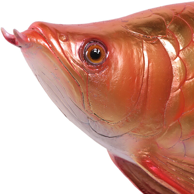楽天市場】FRPアニマルオブジェ アロワナ Arowana リアル 置物