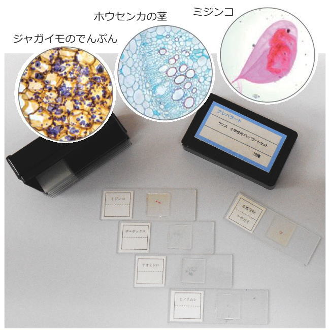 顕微鏡プレパラート 生理 30種 昭和物 【公式通販】