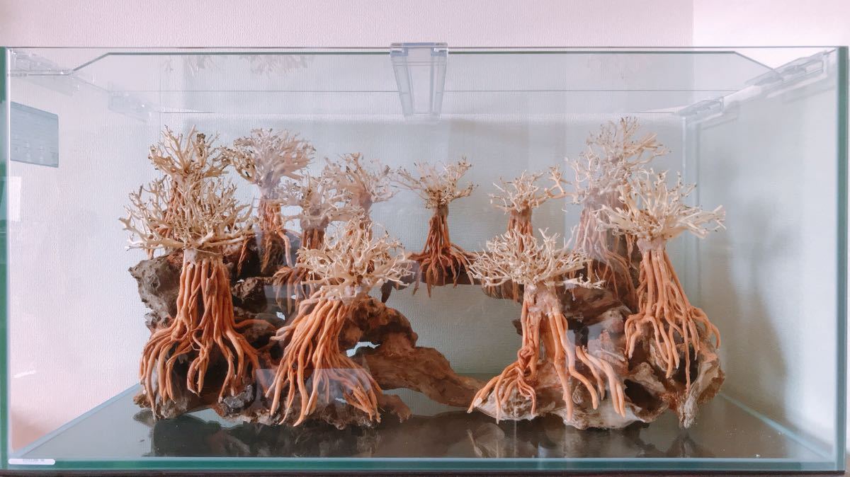 マツヨシワールド】熟練職人手作り流木アクアスケープ 渓谷と浮遊雲群