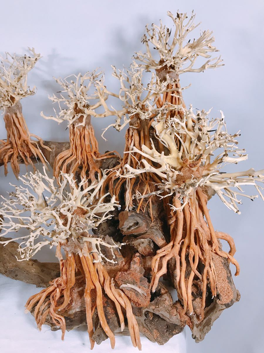 楽天市場】【送料無料・お買い得】90cm水槽専用 2段熱帯雨林の