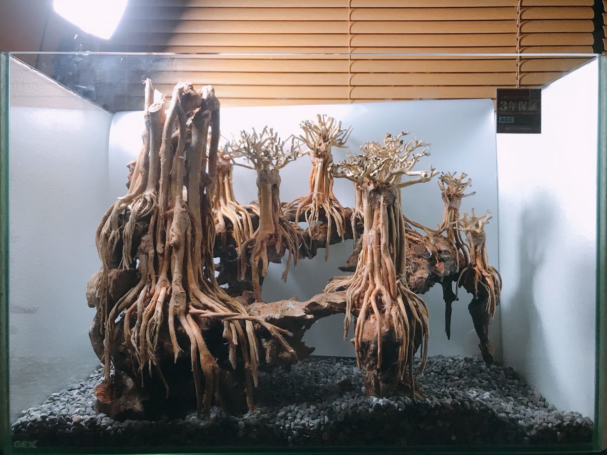 巨大流木】アクアリウム テラリウム 花材 流木 アート作品 素材 楽天