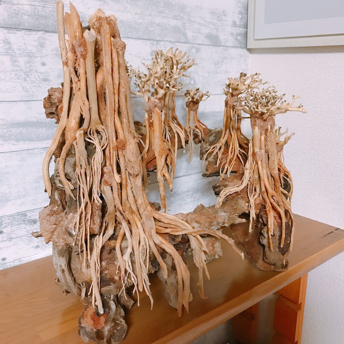 楽天市場】空洞型バニヤン盆栽流木ADA 流木（水槽専用アート流木）盆栽