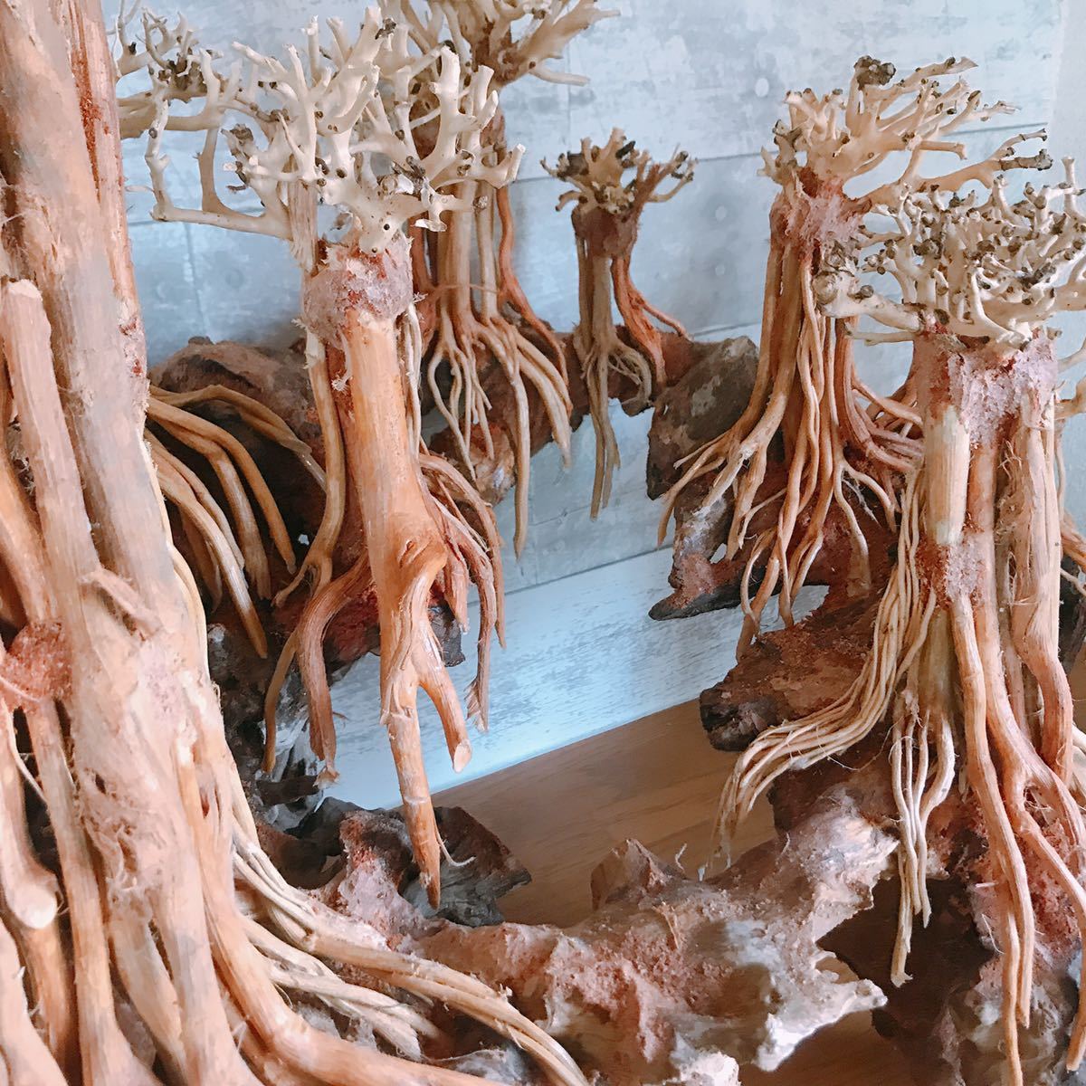 楽天市場】空洞型バニヤン盆栽流木ADA 流木（水槽専用アート流木）盆栽