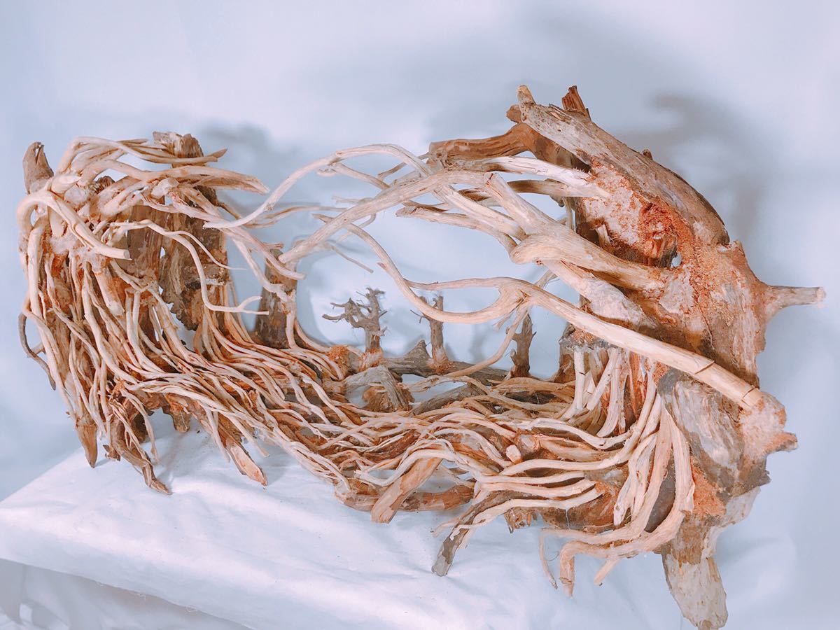 楽天市場】90cm水槽専用 深い茂る熱帯雨林のバニヤン流木 (水槽専用