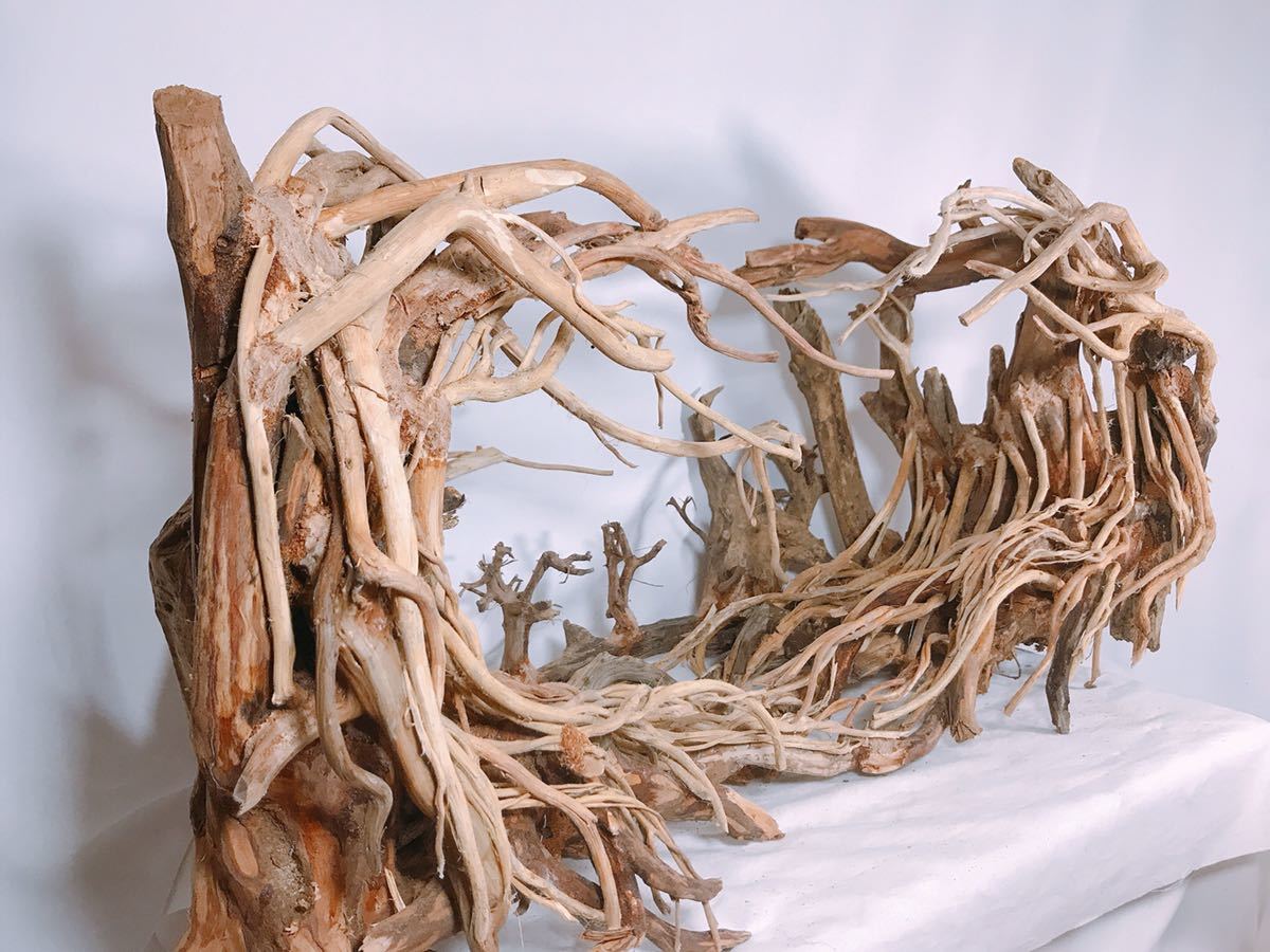 楽天市場】90cm水槽専用 深い茂る熱帯雨林のバニヤン流木 (水槽専用