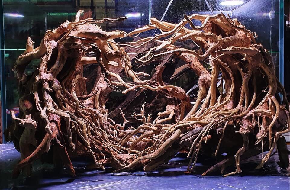 楽天市場】90cm水槽専用 深い茂る熱帯雨林のバニヤン流木 (水槽専用