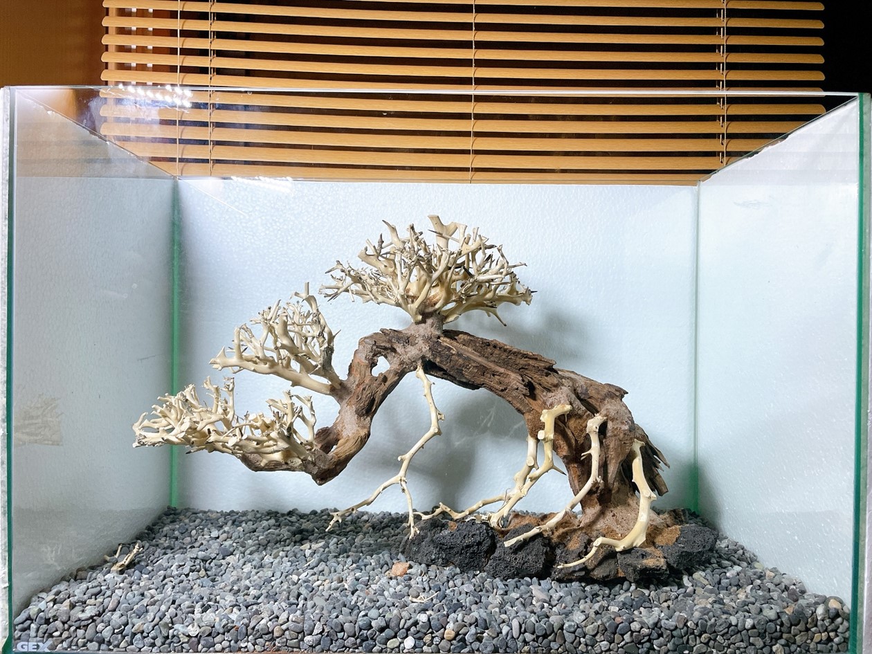 楽天市場】【ショップ2年記念-お買い得通常より50%OFF】溶岩石付き