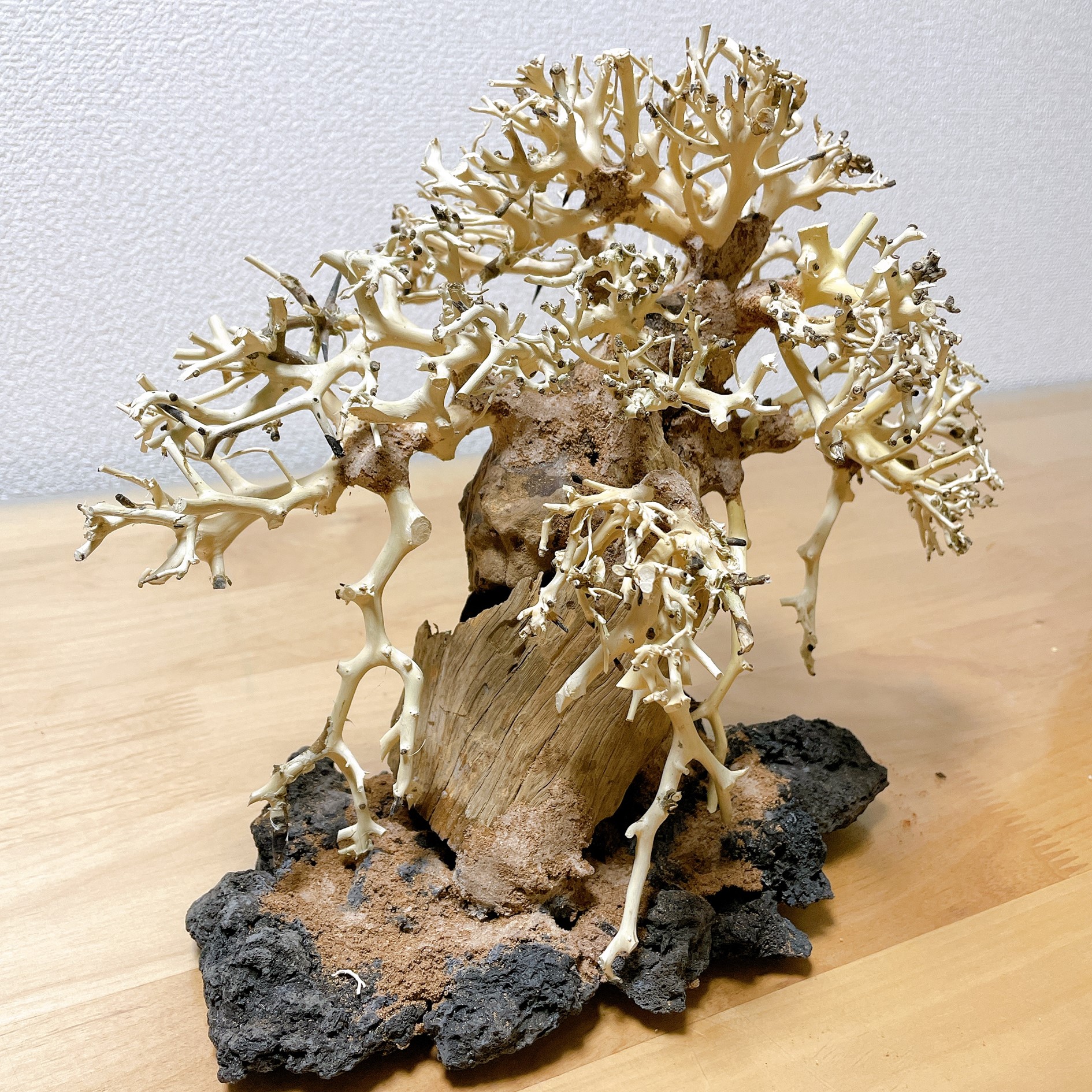 楽天市場】【送料無料・お買い得】盆栽流木 中型直幹（水槽専用アート