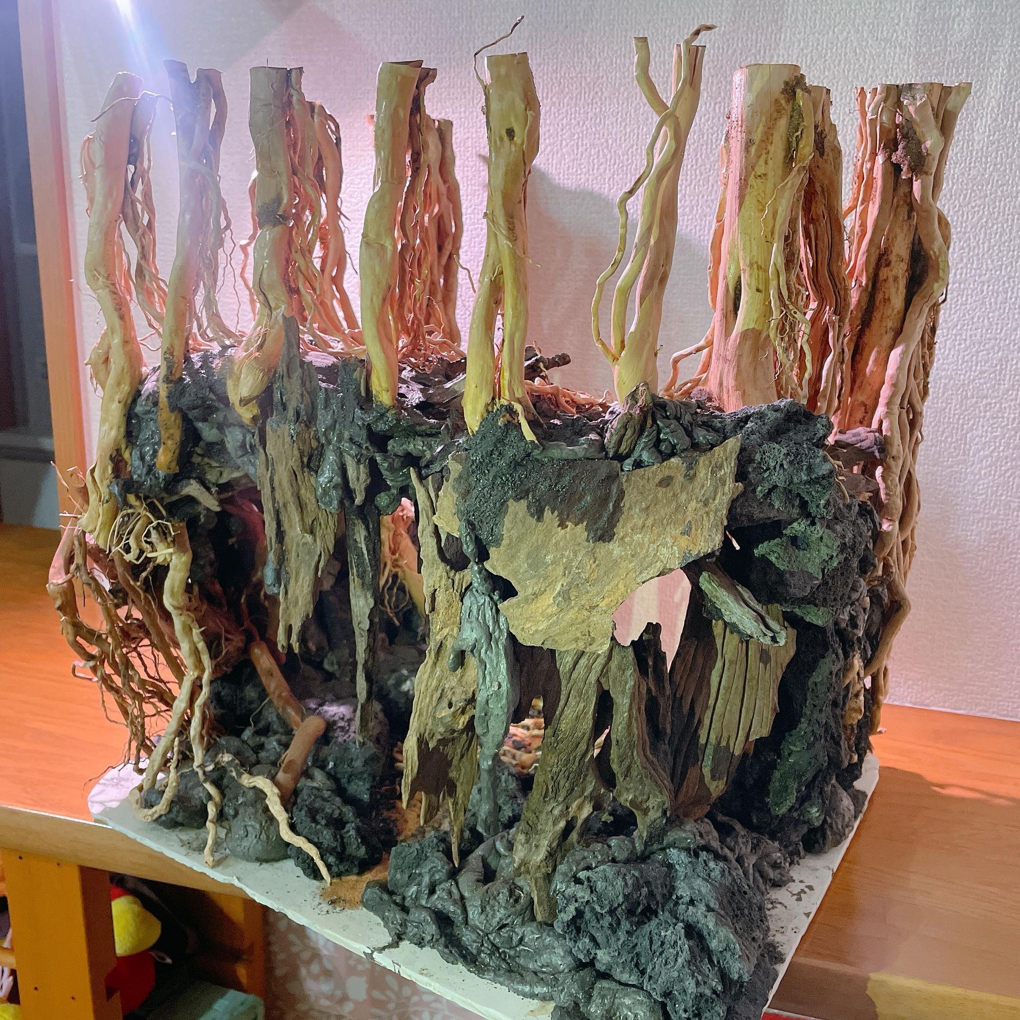 中型深い茂る熱帯雨林 盆栽 流木 天然流木 アクアリウム テラリウム