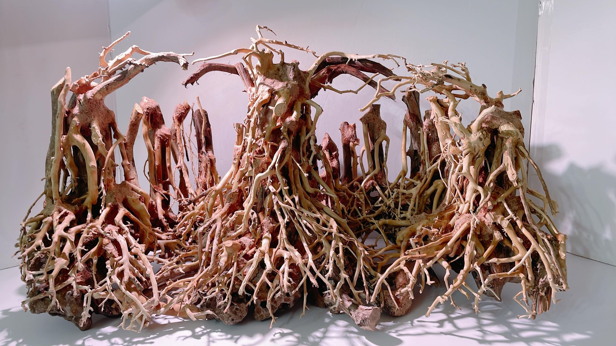 楽天市場】中型深い茂る熱帯雨林（水槽専用アート流木）盆栽アート