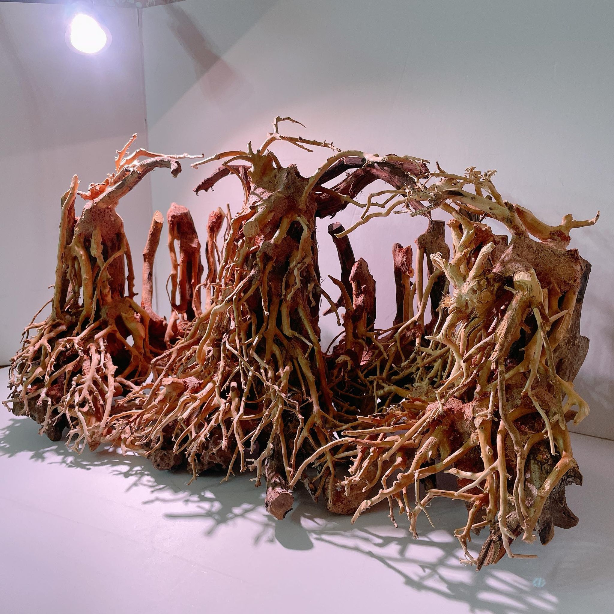 楽天市場】中型深い茂る熱帯雨林（水槽専用アート流木）盆栽アート