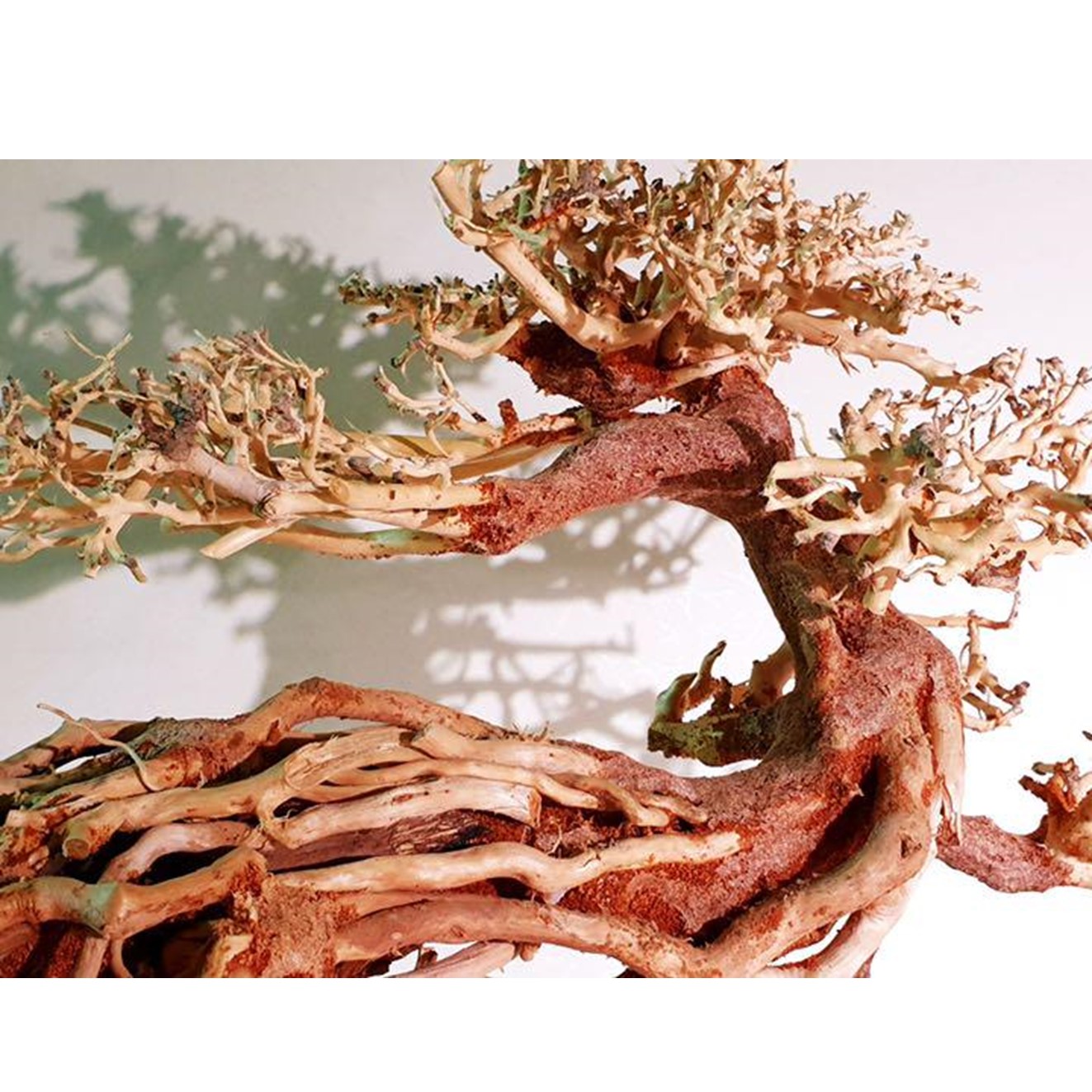 楽天市場】【お買い得・送料無料】昇天の龍盆栽流木（水槽専用アート