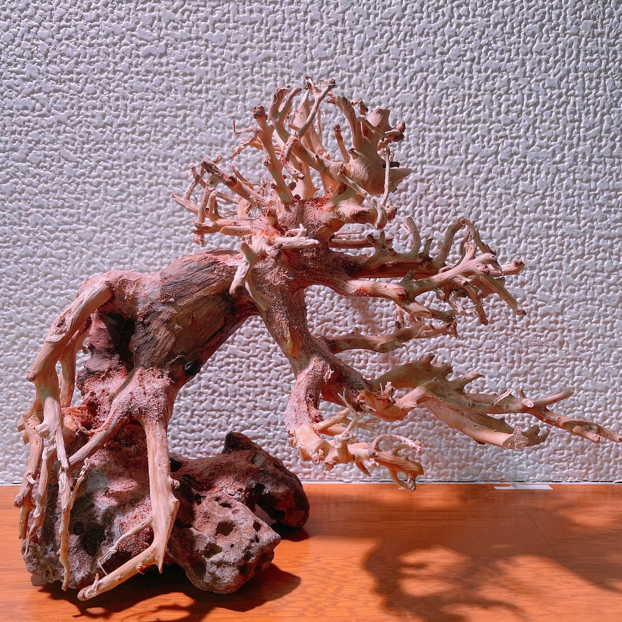 マツヨシワールド】熟練職人手作り流木アクアスケープ 渓谷と浮遊雲群