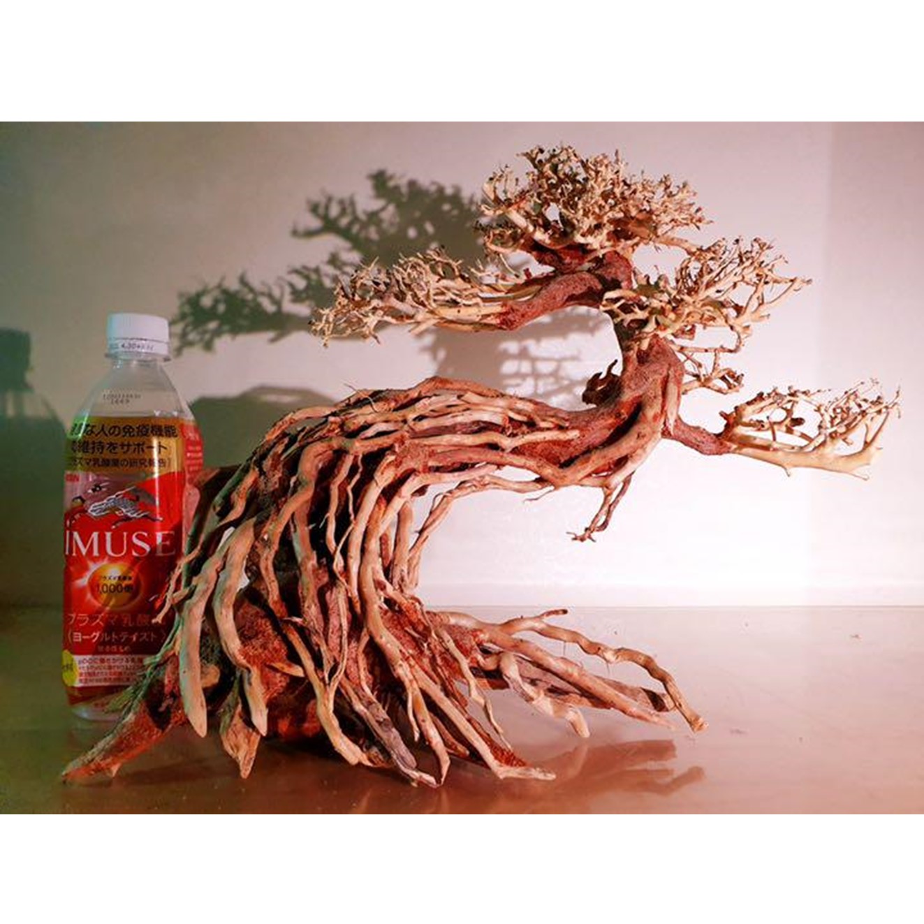 楽天市場】【お買い得・送料無料】昇天の龍盆栽流木（水槽専用アート