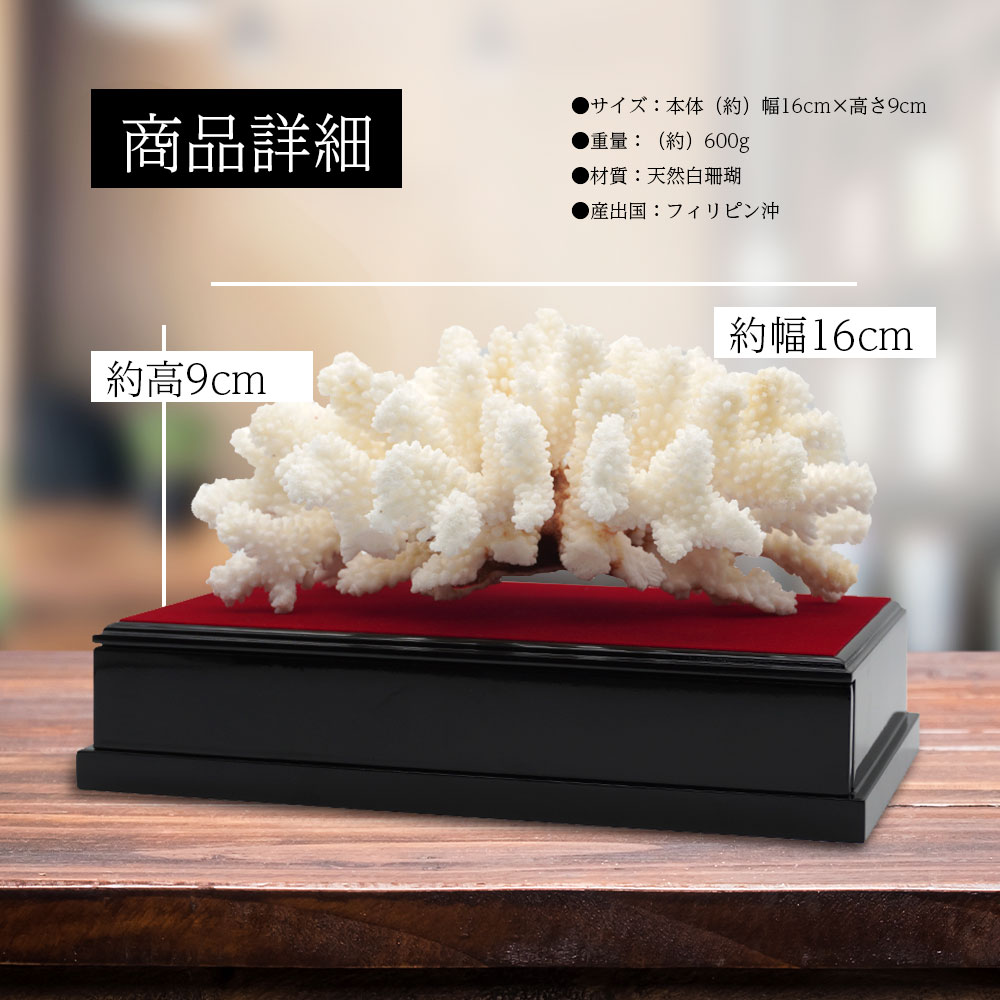楽天市場】白珊瑚 サンゴ 原木 置物 オブジェ 珊瑚婚 厄除け 縁起物