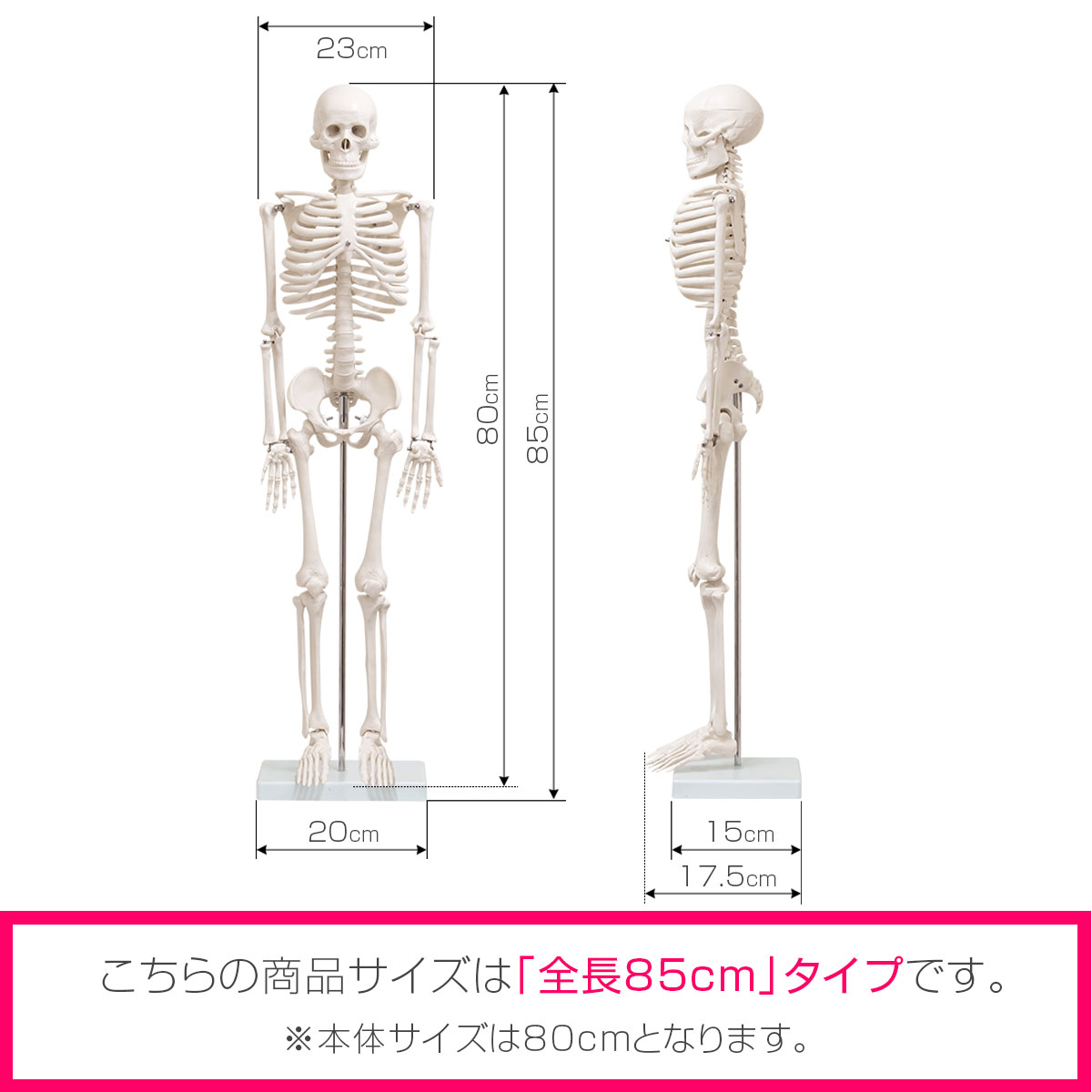 楽天市場】【楽天1位】人体模型 骨格模型 骨 約85cm 1/2モデル 展示
