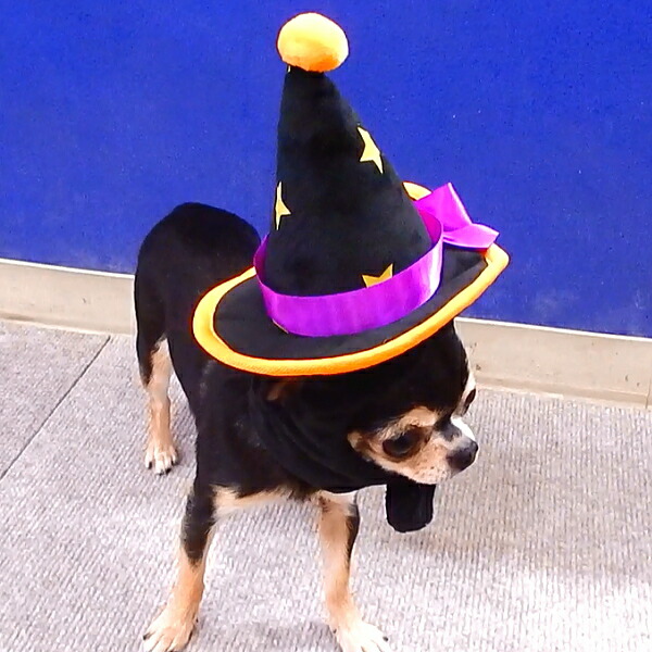 楽天市場】犬 帽子 ハロウィン まじょのぼうし S M L XL サイズ 魔女