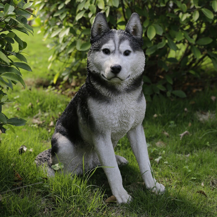 楽天市場】犬 置物 大きい お座りシベリアンハスキー 高さ50cm