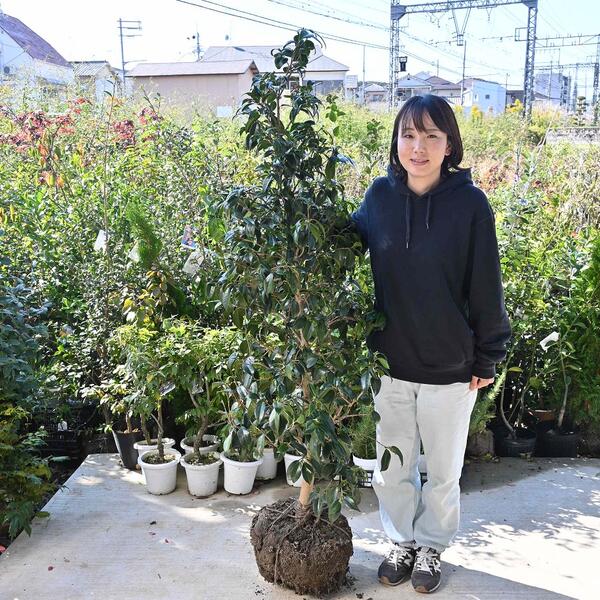 侘助 盆栽 植木」の人気商品一覧 | 安い商品を通販サイトから探す