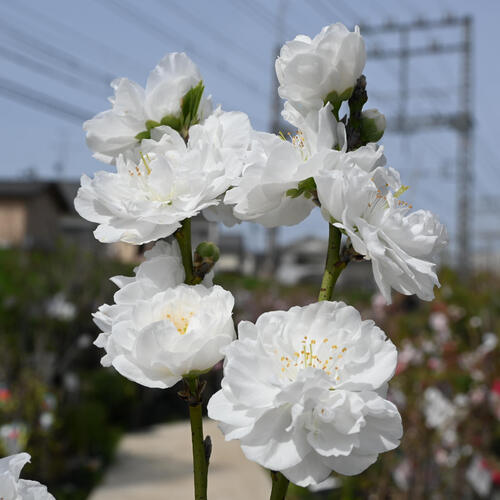 楽天市場】2026年4月中頃～5月開花照手白 苗木 花桃 箒桃（ほうきもも