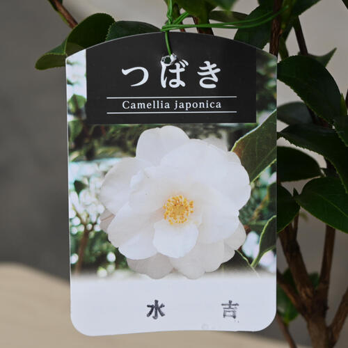 楽天市場】2026年2月～4月開花苗 椿 水吉 みずよし 苗木 八重咲き 白花