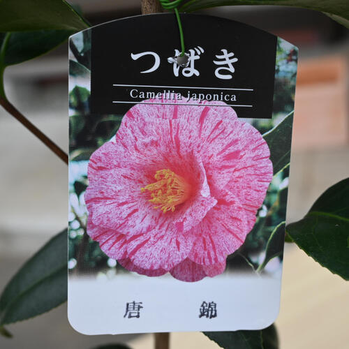 楽天市場】2026年2月～4月開花苗 椿 唐錦 からにしき 苗木 八重咲き