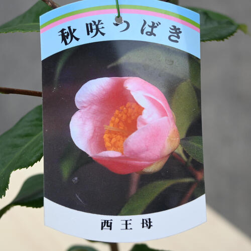 楽天市場】2026年開花苗 椿 西王母 苗木 一重咲き ピンク花 中輪