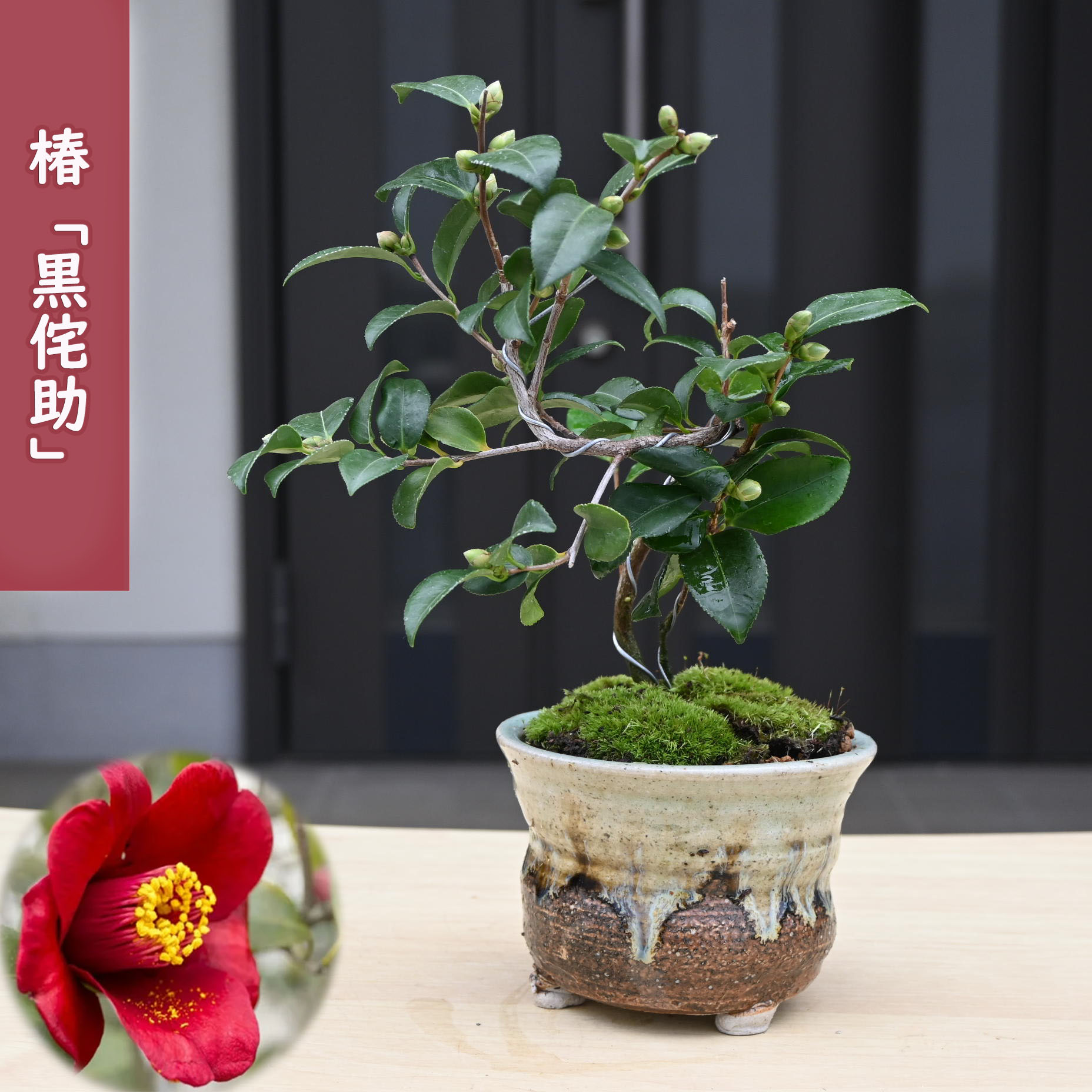 楽天市場】侘助 盆栽の通販