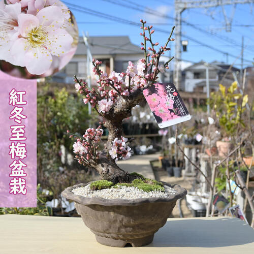 楽天市場 | 園芸百貨店何でも揃うこぼんさい - 春 夏 秋 冬 日本の四季