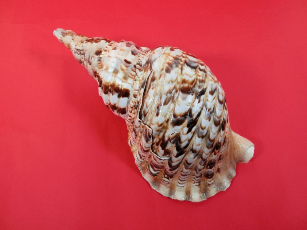 楽天市場】【訳あり】【法螺貝】ほら貝 大 34センチ : 三島屋楽器