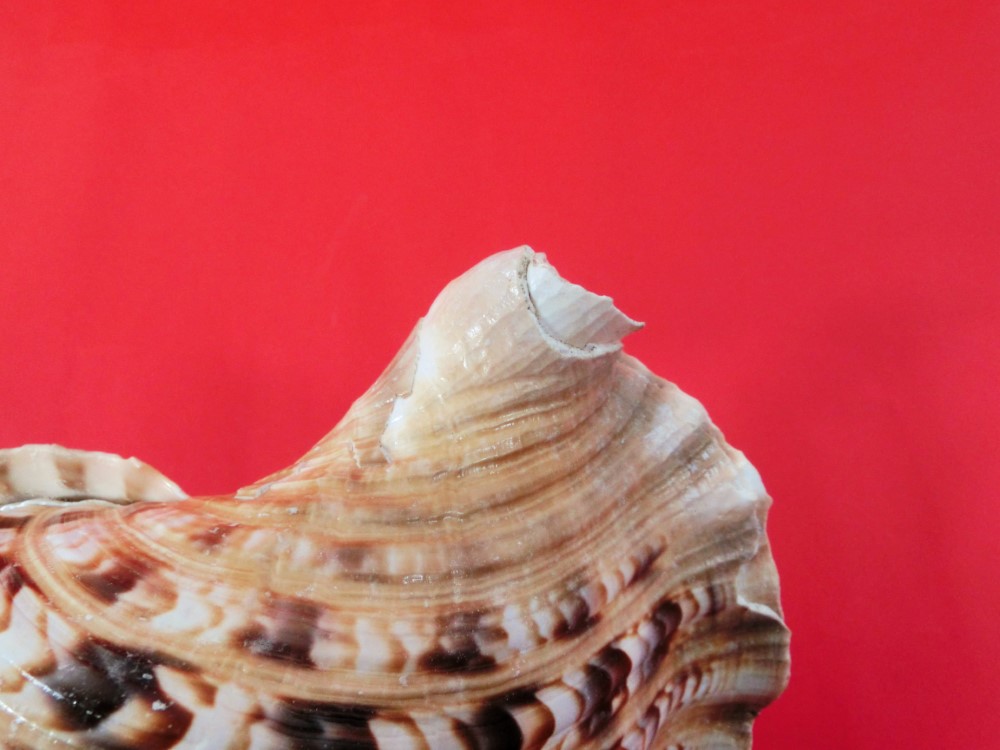 楽天市場】【訳あり】【法螺貝】ほら貝 大 34センチ : 三島屋楽器