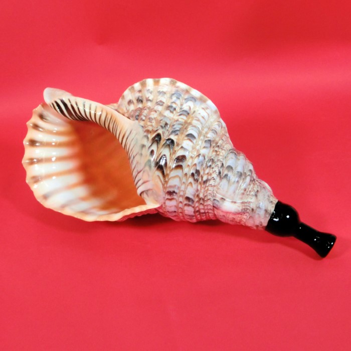 法螺貝 約39cm 大型 ホラ貝 ほら貝 螺貝 楽天市場】【法螺貝】ほら貝